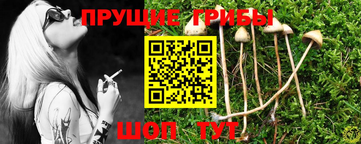 Галлюциногенные грибы Psilocybine cubensis  Вход с VPN  Чита 